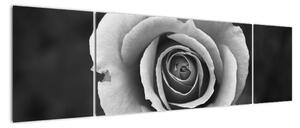 Obraz róży (170x50 cm)