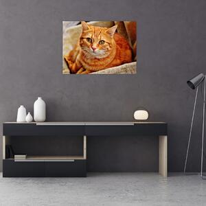 Obraz leżącego kota (70x50 cm)