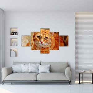 Obraz leżącego kota (125x70 cm)