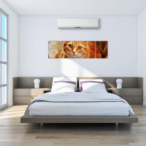 Obraz leżącego kota (170x50 cm)