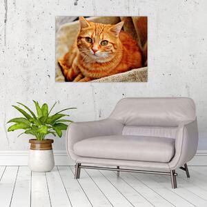 Obraz leżącego kota (70x50 cm)