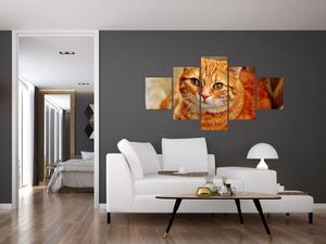 Obraz leżącego kota (125x70 cm)