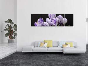 Obraz - Fioletowe krokusy (170x50 cm)