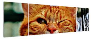 Obraz mrugającego kota (170x50 cm)