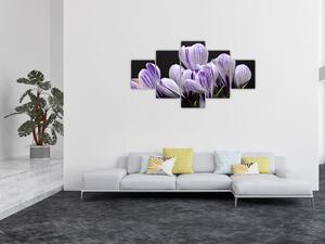 Obraz - Fioletowe krokusy (125x70 cm)