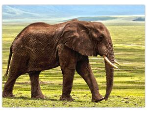 Obraz słonia (70x50 cm)