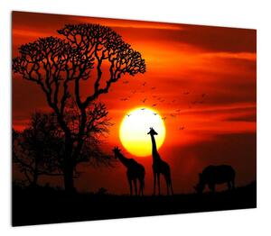 Obraz - Sylwetki zwierząt o zachodzie słońca (70x50 cm)