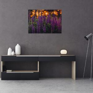 Obraz kwiatów łubinu (70x50 cm)