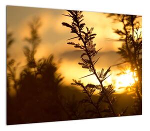 Obraz - słońce zachodzące za drzewami (70x50 cm)