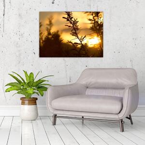 Obraz - słońce zachodzące za drzewami (70x50 cm)