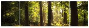 Obraz sennego lasu (170x50 cm)