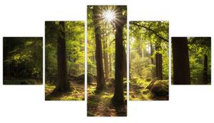 Obraz sennego lasu (125x70 cm)