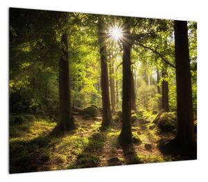Obraz sennego lasu (70x50 cm)