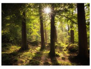 Obraz sennego lasu (70x50 cm)