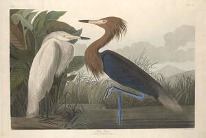 Reprodukcja Purple Heron 1835, John James (after) Audubon