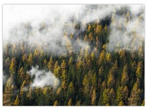 Obraz lasu w chmurach (70x50 cm)