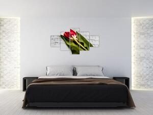 Obraz czerwonego tulipana (125x70 cm)