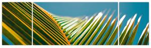 Obraz - Detal liścia palmowego (170x50 cm)