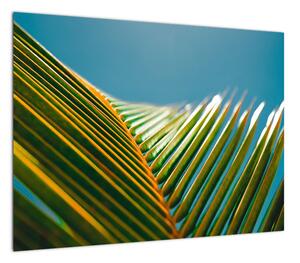 Obraz - Detal liścia palmowego (70x50 cm)