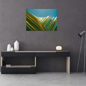 Obraz - Detal liścia palmowego (70x50 cm)
