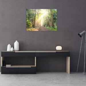 Obraz ścieżki w lesie (70x50 cm)