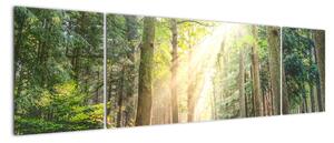 Obraz ścieżki w lesie (170x50 cm)