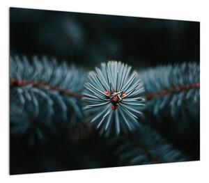 Obraz gałązki drzewa iglastego (70x50 cm)