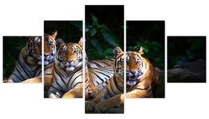 Obraz - Tygrysi Bracia (125x70 cm)