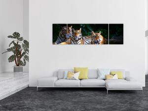Obraz - Tygrysi Bracia (170x50 cm)