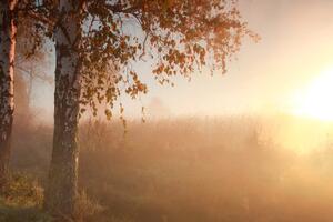 Fototapeta mglisty jesienny las
