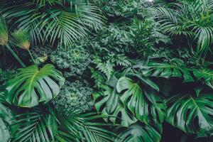 Samoprzylepna fototapeta liście dżungli