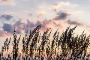Fototapeta trawa o zachodzie słońca