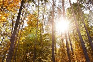 Fototapeta las w jesiennych kolorach