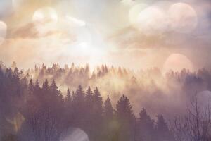 Fototapeta mgła nad lasem