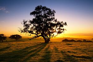 Samoprzylepna fototapeta drzewo o zachodzie słońca