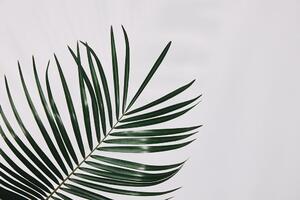 Fototapeta piękny liść palmowy