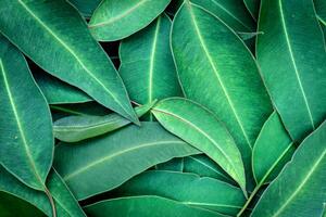 Fototapeta liście eukaliptusa