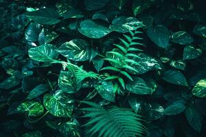Fototapeta świeże tropikalne liście