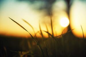 Fototapeta zachodzące słońce w trawie