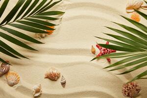 Fototapeta muszle pod liśćmi palmowymi