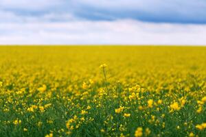 Fototapeta żółte kwitnące pole