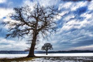 Fototapeta drzewa zimą