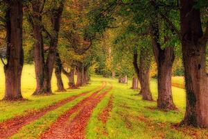 Fototapeta chodnik jesiennym lasem