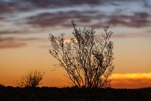 Fototapeta gałęzie o zachodzie słońca