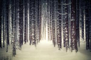 Samoprzylepna fototapeta las pokryty śniegiem