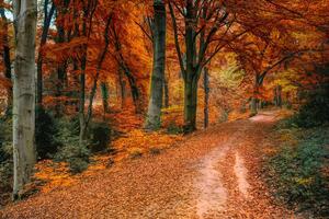 Samoprzylepna fototapeta las w sezonie jesiennym