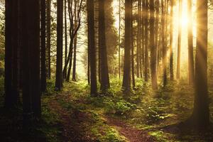 Fototapeta skąpany w słońcu las