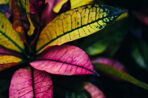 Fototapeta kolorowe liście