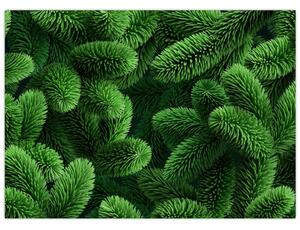 Obraz - Gałązki drzew iglastych (70x50 cm)