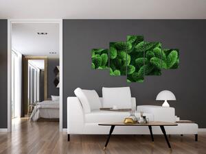 Obraz - Gałązki drzew iglastych (125x70 cm)